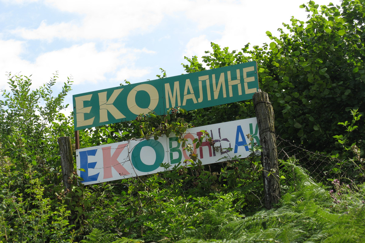 eko maline